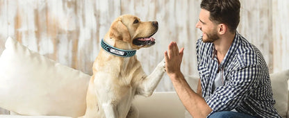 Engraved Leather Dog Collar Braided Persoanzled ID Tag Collars Nameplate Customized Pet Collar Leather Pet Walking Leash Leads