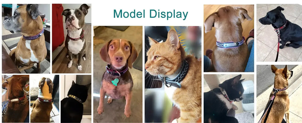 Engraved Leather Dog Collar Braided Persoanzled ID Tag Collars Nameplate Customized Pet Collar Leather Pet Walking Leash Leads